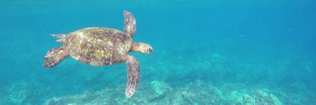 Honolua Bay | Best Snorkeling in Maui