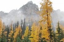 Golden Larches at Blue Lake in North Cascades