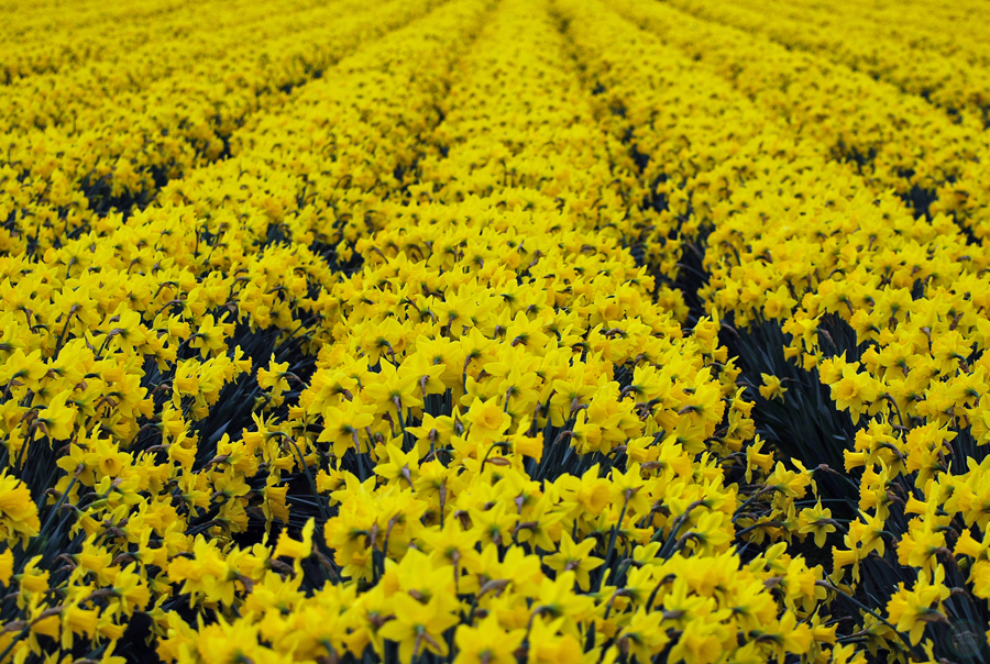 Skagit Valley Daffodils | The First Sign of Spring Near Seattle