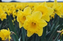 Skagit Valley Daffodils | The First Sign of Spring in Seattle