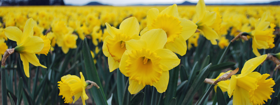 Skagit Valley Daffodils | The First Sign of Spring in Seattle