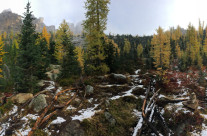 Golden Larch March in the North Cascades