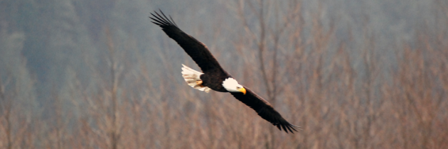 Best Time to See Skagit Valley Bald Eagles