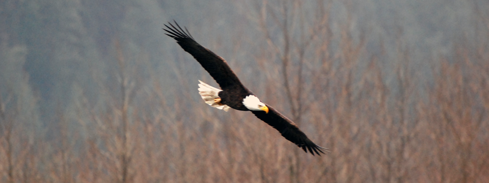 Skagit Valley Bald Eagles
