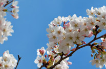 Best Time to See University of Washington Cherry Blossoms