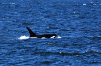 Seattle Whale Watching | Puget Sound Express