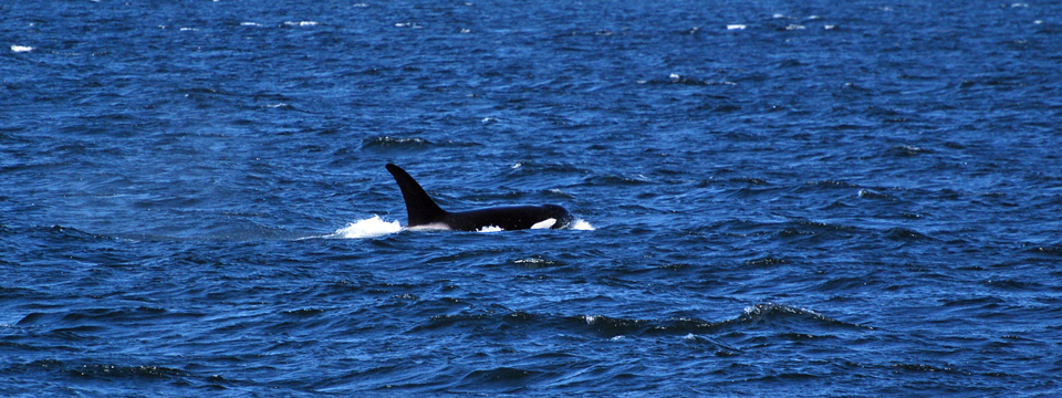 Seattle Whale Watching | Puget Sound Express