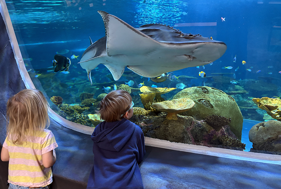 Seattle Aquarium Ocean Pavilion Bowmouth Guitarfish
