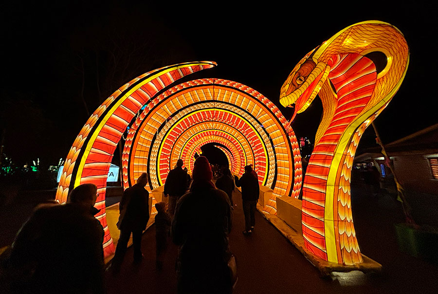 Colorful cobra lantern at WildLanterns