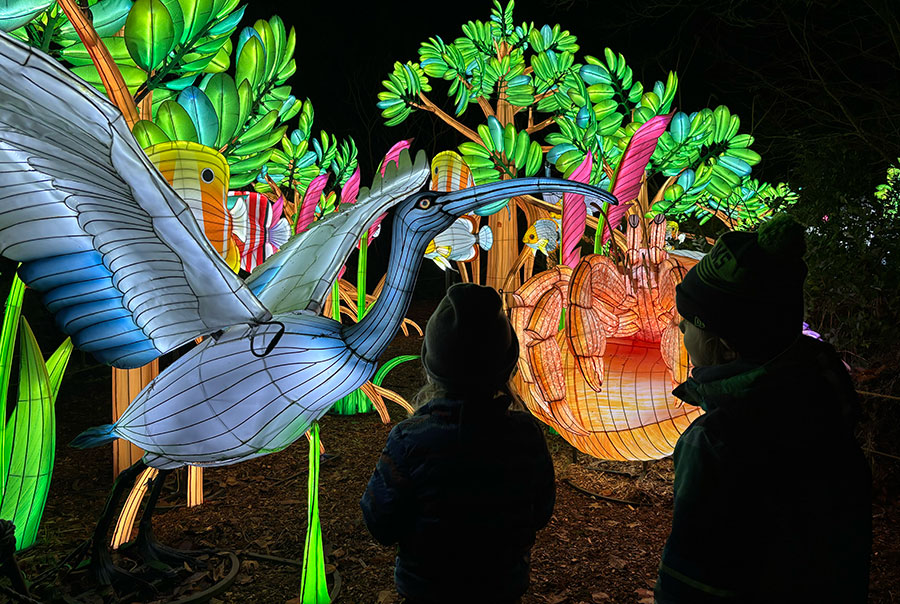 Kids looking at colorful lanterns at WildLanterns