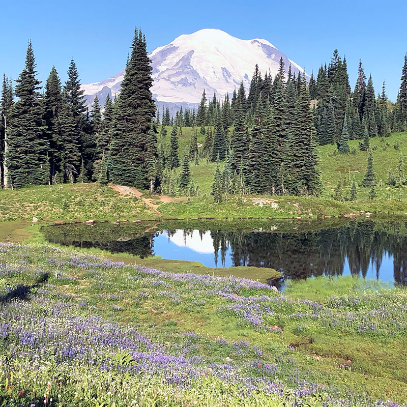 Mount Rainier with a lake and wildflowers in front