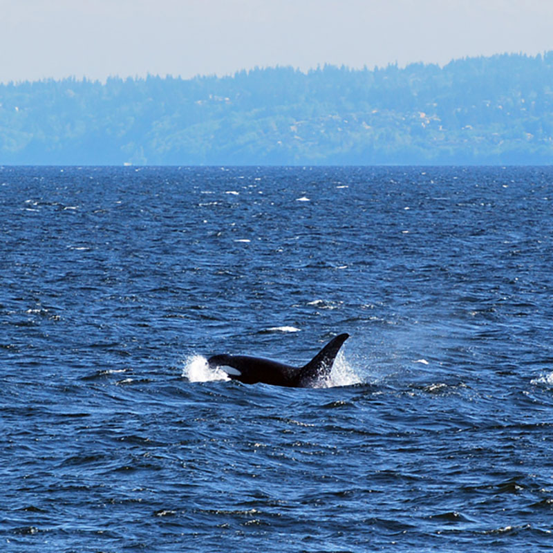 Orca whale surfaces in Puget Sound