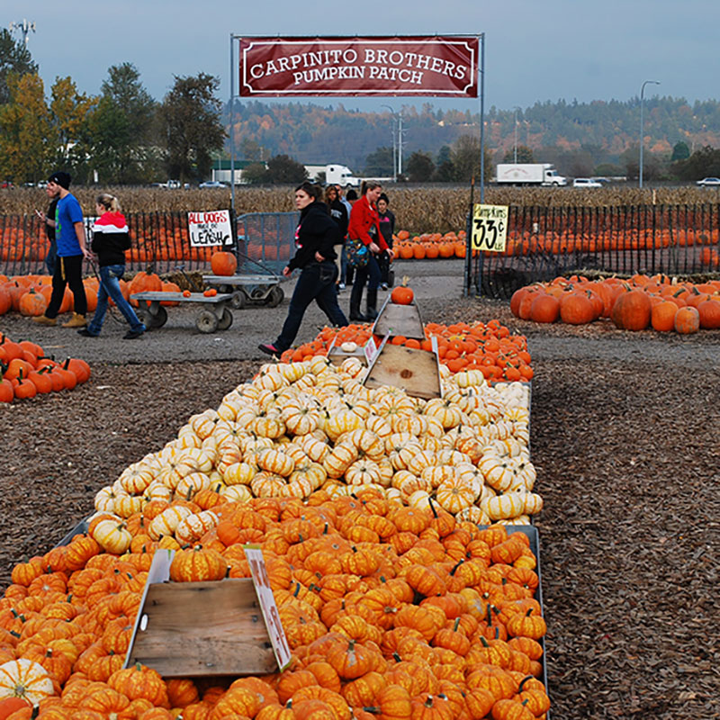 The entrance to Carpinito Brothers pumpkin Patch in Kent
