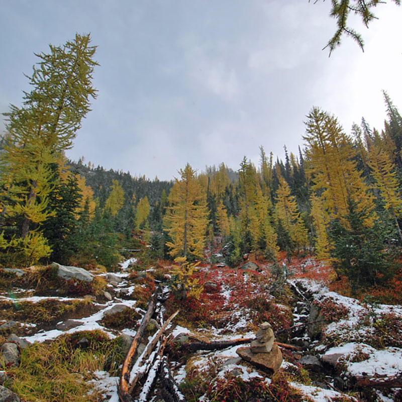 Golden Larches in the Washington mountains