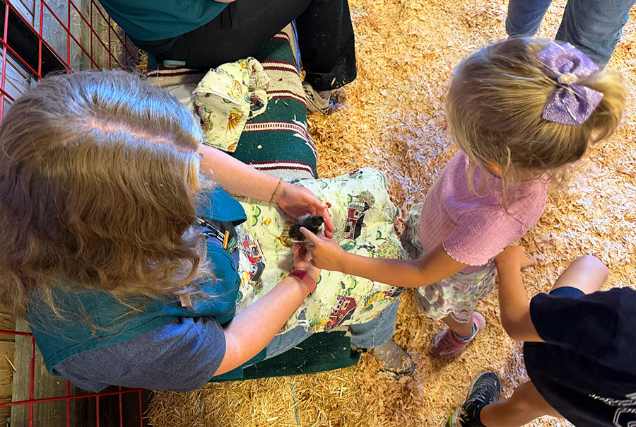 Our daughter petting a baby chick at the Washington State Fair