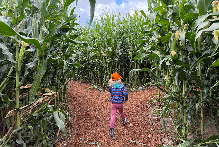Carpinito Brothers Pumpkin Patch in Kent - Seattle Bloggers