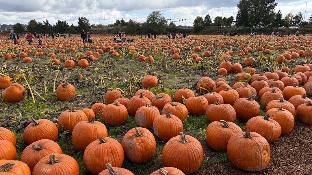 Carpinito Brothers Pumpkin Patch in Kent